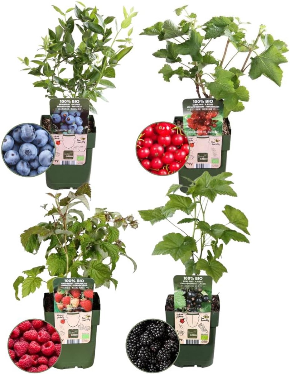 Fruitmix, Fruitparadijs Planten, Ø 13 cm