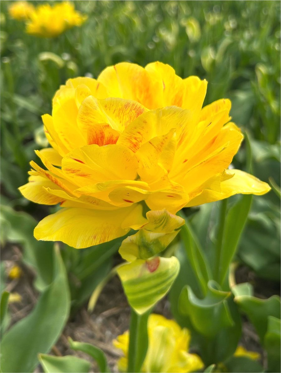 6x Tulpen 'Yellow danceline' - BULBi® Bloembollen met bloeigarantie