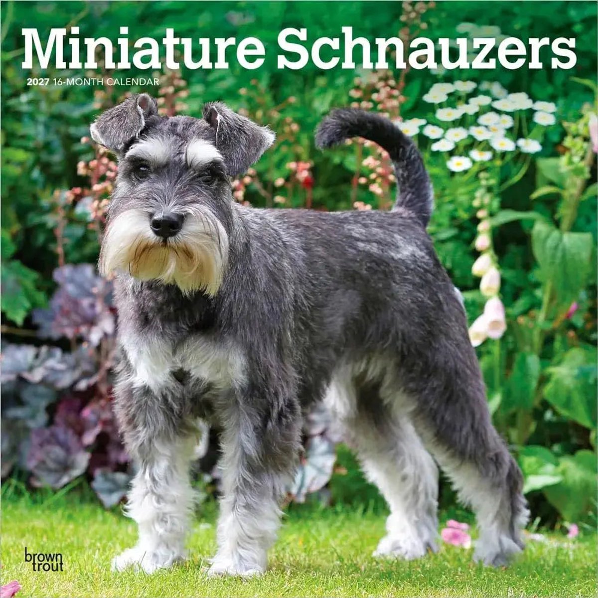 Miniatuur Schnauzer Kalender 2027