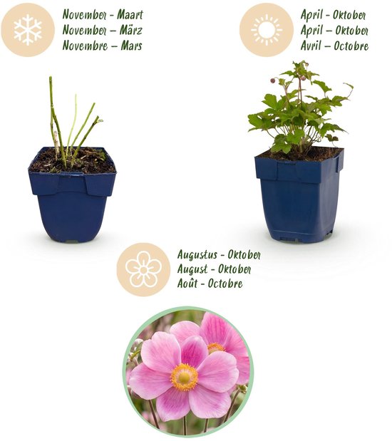 Seizoenskalender voor Anemoon: winterse plant zonder blad en bloeiende plant met roze bloemen van april tot oktober.