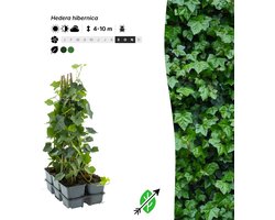 6x Hedera hibernica - Pot P9 - klimplant - in bloeiperiode - Singleplants