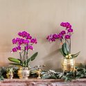 Twee paarse Phalaenopsis-orchideeën in geribbelde gouden potten op een schoorsteenmantel met kerstversiering.