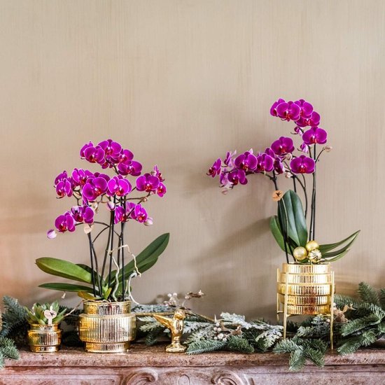 Twee paarse Phalaenopsis-orchideeën in geribbelde gouden potten op een schoorsteenmantel met kerstversiering.