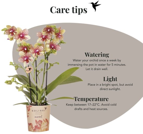 Verzorgingstips voor Kolibri Orchids: water geven, licht en temperatuur advies.