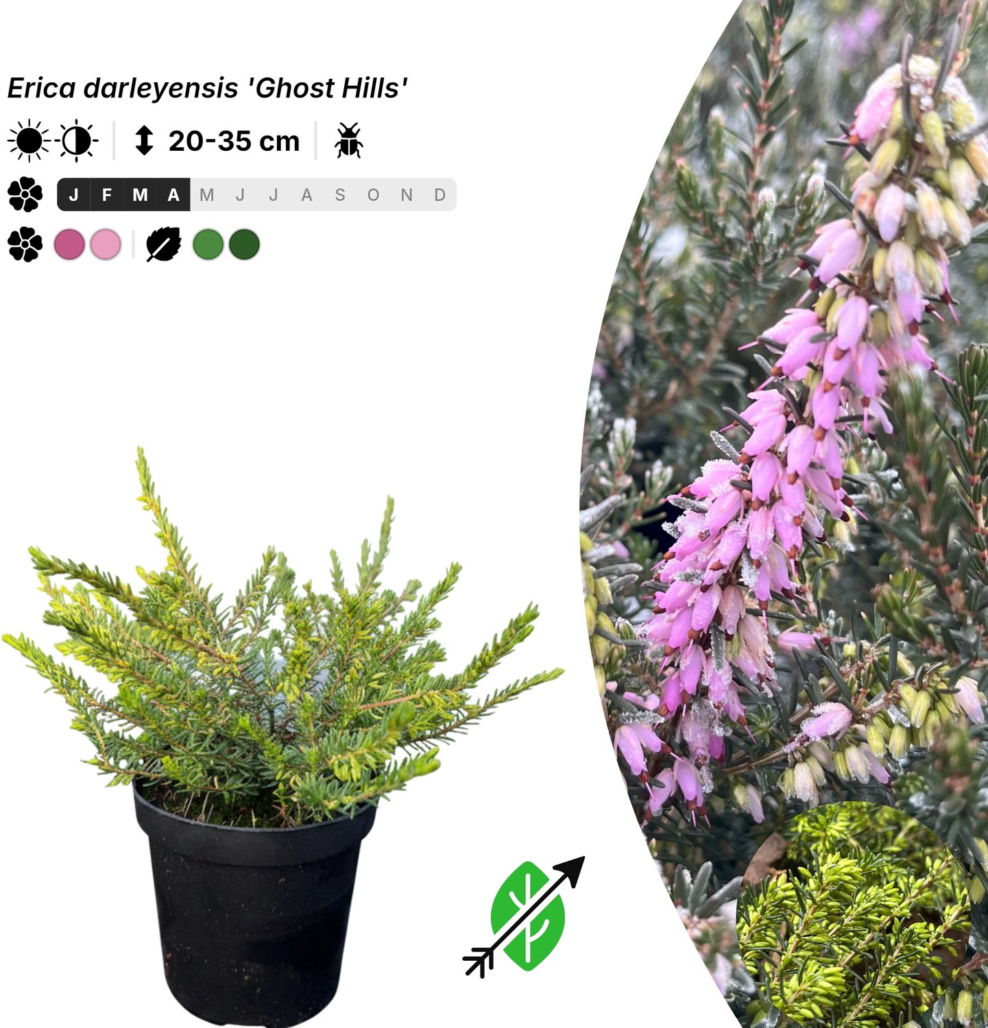 Singleplants - 6x Erica darleyensis 'Ghost Hills' - Pot P9,5 - bodembedekker - winterhard tot -20°C