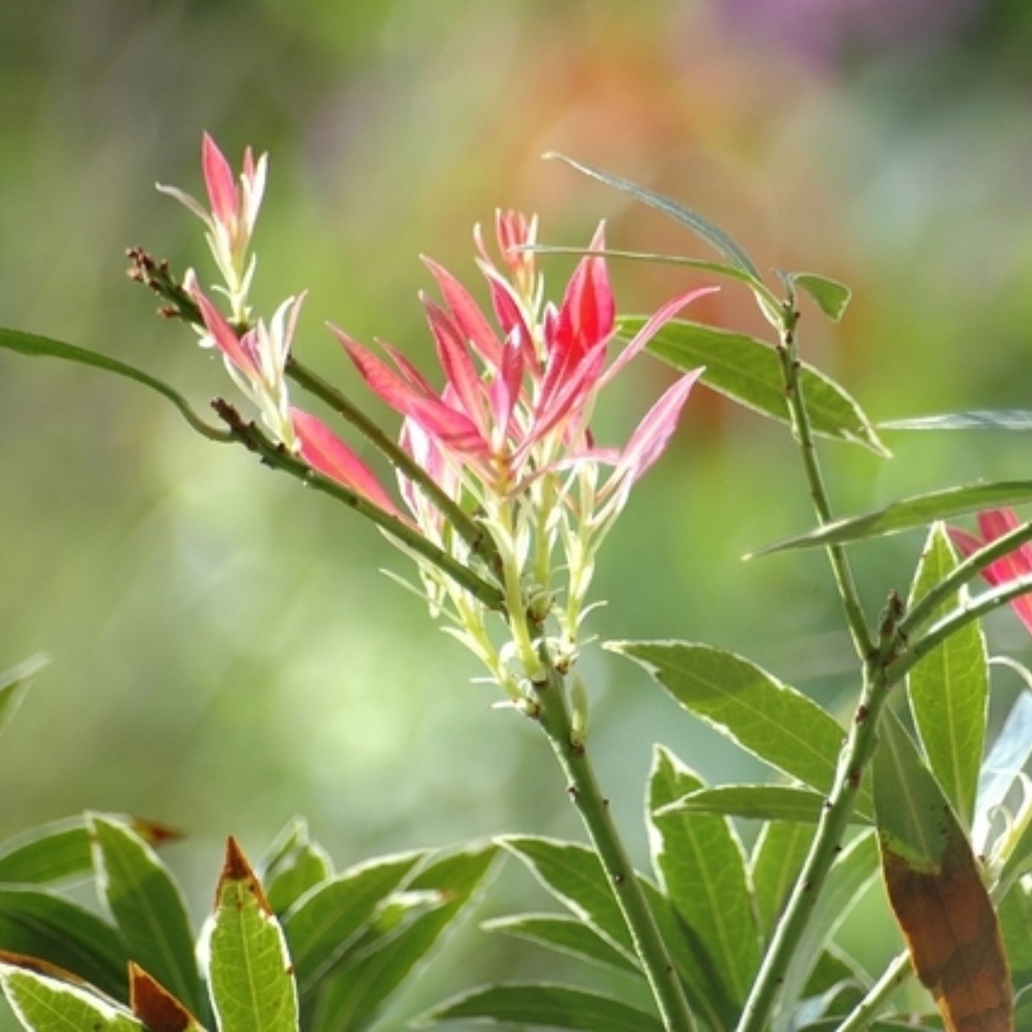 Japanse rotsheide (Pieris Japonica) - Flaming Silver - Rotsheide - Vaste planten - Groenblijvend - bloeit in April / Mei