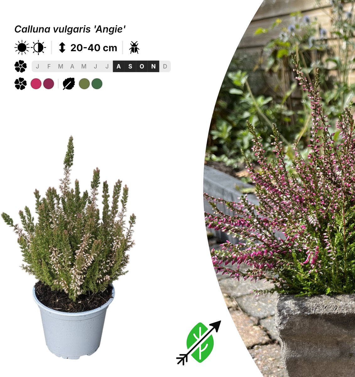 Singleplants - 20x Calluna vulgaris 'Angie' - Pot P10,5 - bodembedekker - in bloeiperiode