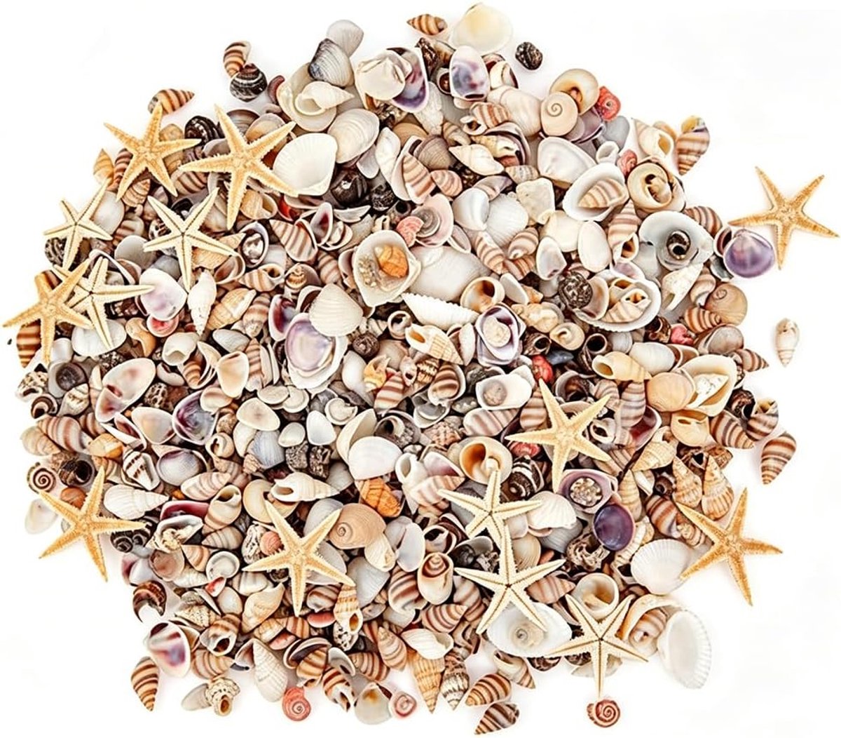 200 stuks schelpen, decoratieve set, natuurlijke schelpen, gemengd, grote en kleine zeeschelpen voor maritieme decoratie, zand, strand en zee, themafeest, tafeldecoratie, vaas, vulstoffen, schelpen