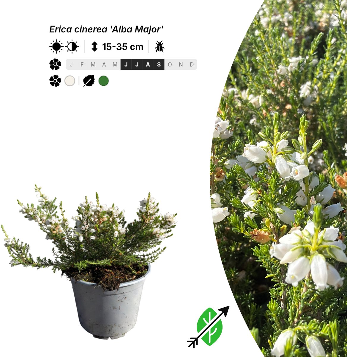 Singleplants - 20x Erica cinerea 'Alba Major' - Pot P10,5 - bodembedekker - winterhard tot -20°C