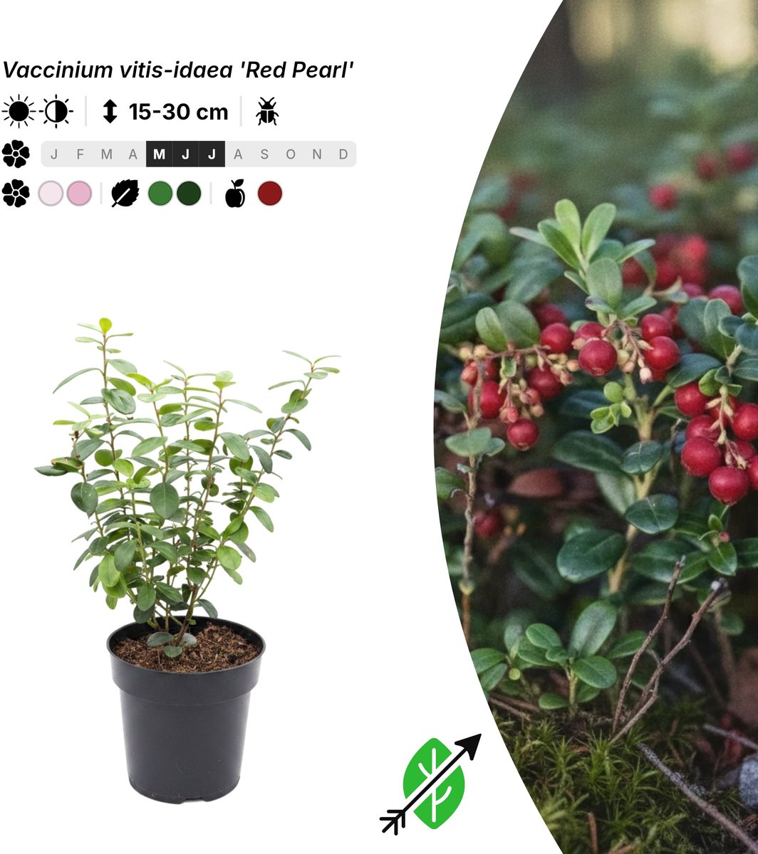 Singleplants - 6x Vaccinium vitis-idaea 'Red Pearl' - Pot P9,5 - bodembedekker - winterhard tot -40°C