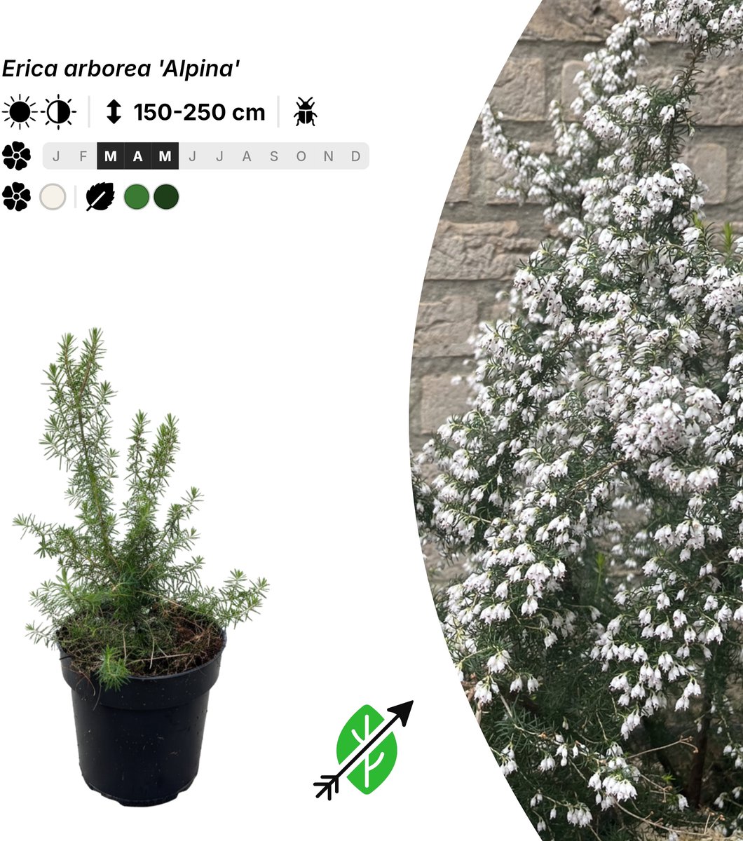 Singleplants - 6x Erica arborea 'Alpina' - Pot P9,5 - winterhard tot -15°C