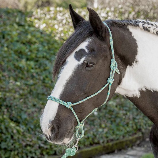Zwart-witte pony met gevlochten manen en een turquoise touwhalster.