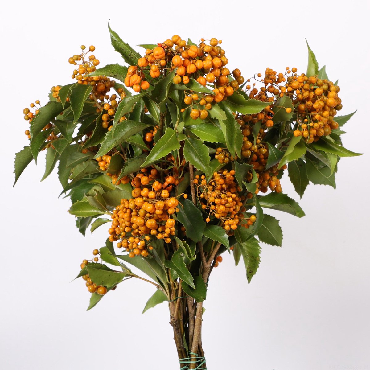 5x Sg pittosp.rhombifolia 50cm