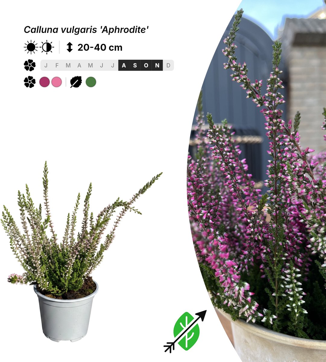 Singleplants - 20x Calluna vulgaris 'Aphrodite' - Pot P10,5 - bodembedekker - in bloeiperiode