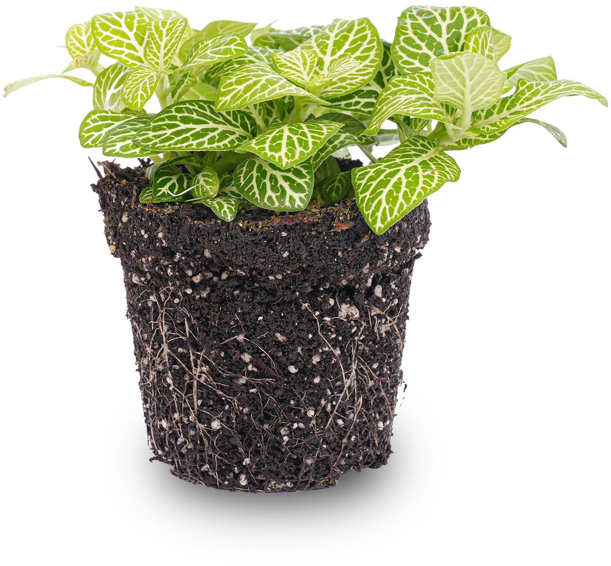 Fittonia Joly Lemon - Wit/groen (Fluor) - Mozaiekplantje
