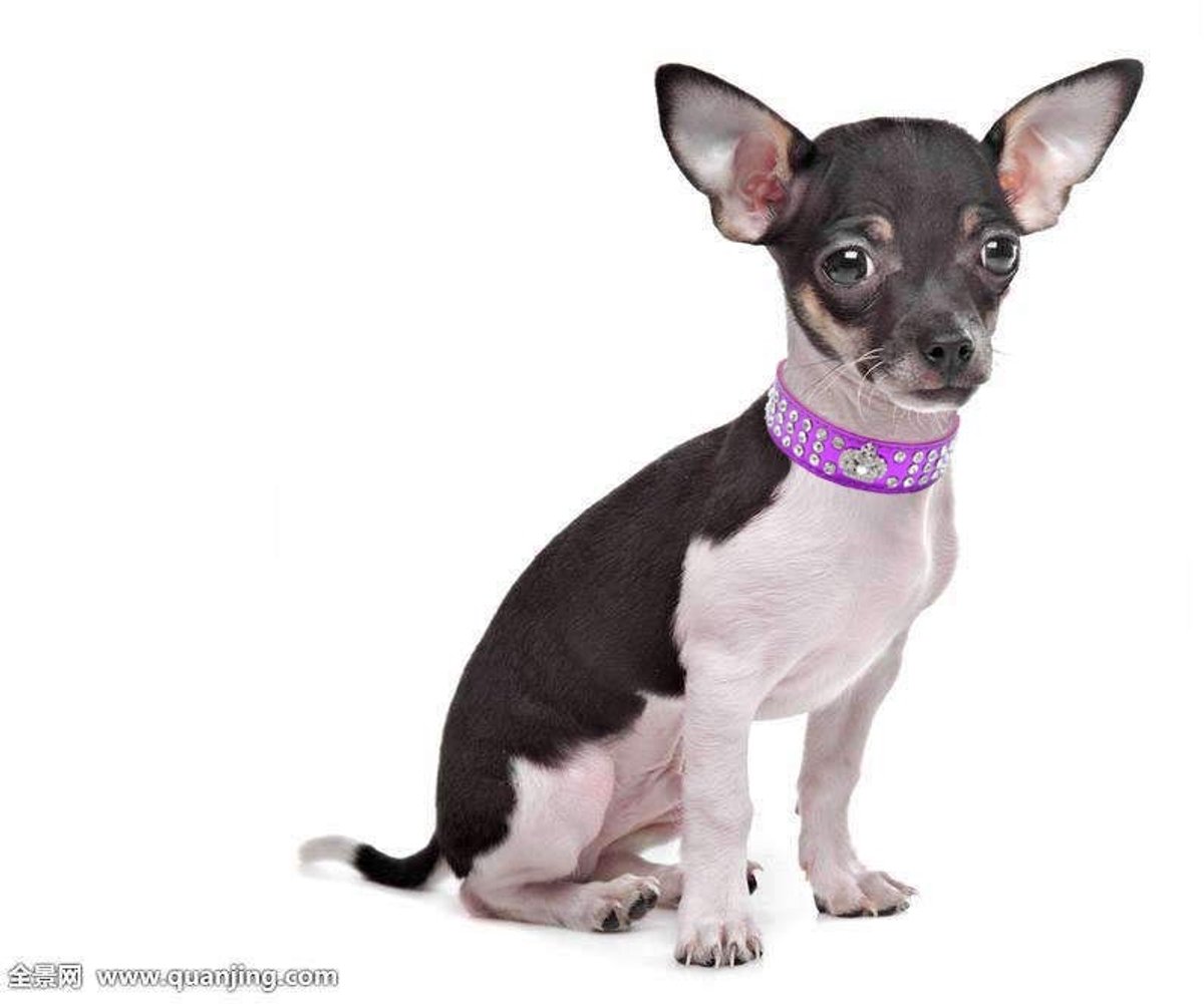 haoyueer Strass hondenhalsband kroon strass diamanten sieraden kristal PU lederen huisdier hond kat puppy halsband... - ShopVlot