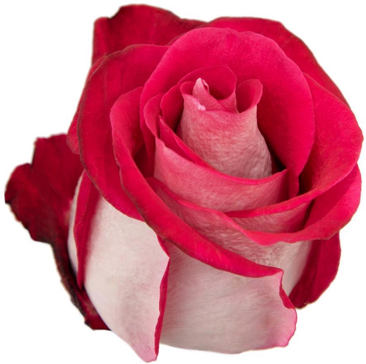 25x Rosa bluez+ 50cm