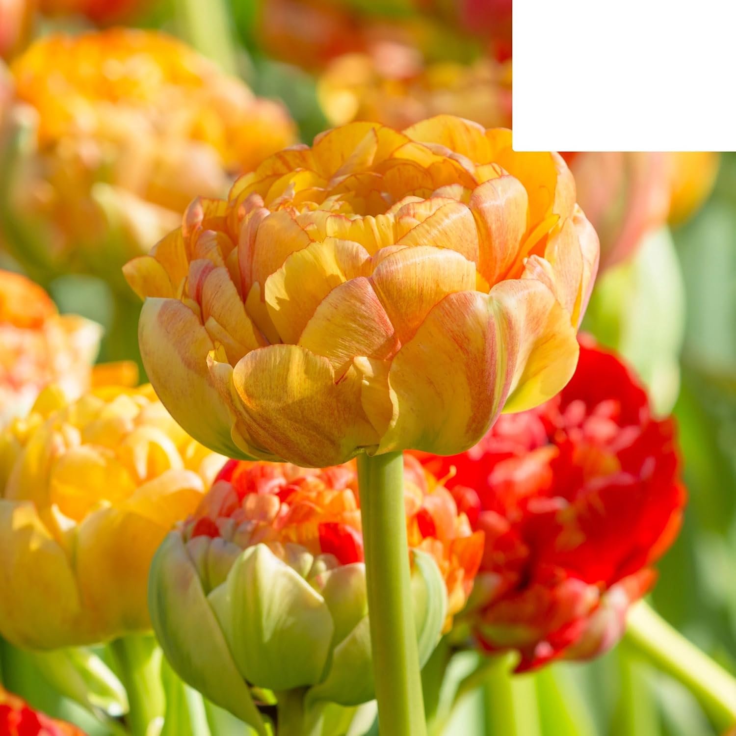 'Gudoshnik Double' | 20 Stuks | Geel Oranje & Rode Dubbelbloemige Tulp - 30-50cm - Ø5cm - Bloembol - Tuinplant