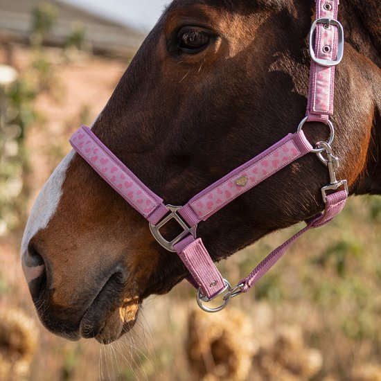 Bruin paard met een roze halster met kleine hartjesprint en zilverkleurige gespen.