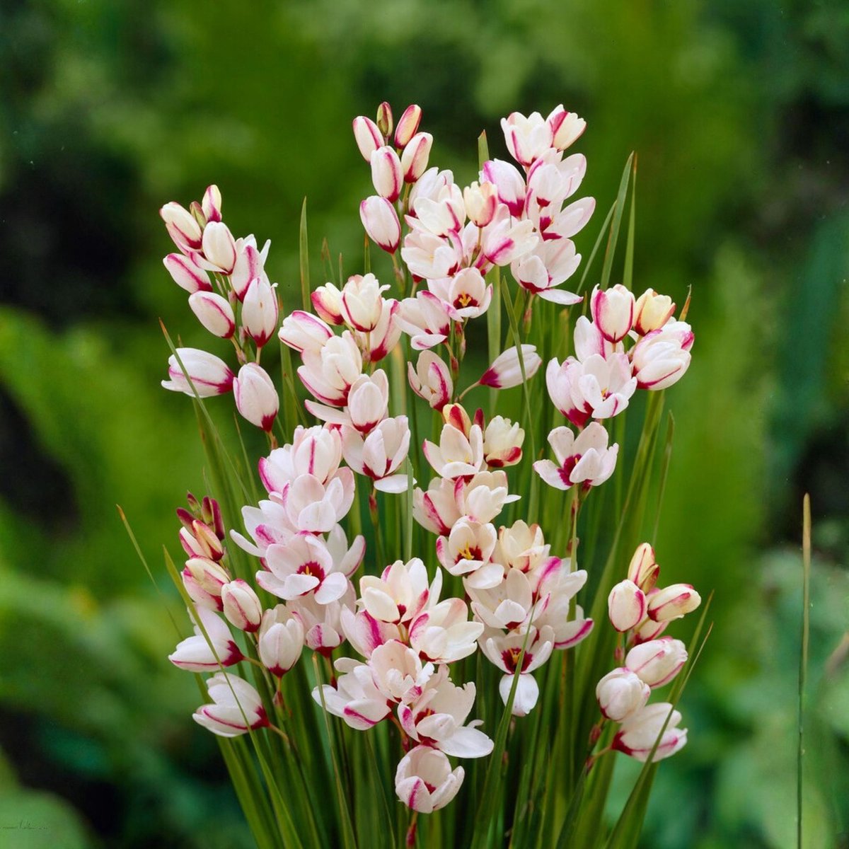 Ixia (Ixia) - Spotlight - Afrikaanse korenlelie - Bijen-Vlinders - Snijbloemen - Geurend - Zomerbollen - Voorjaarsbollen