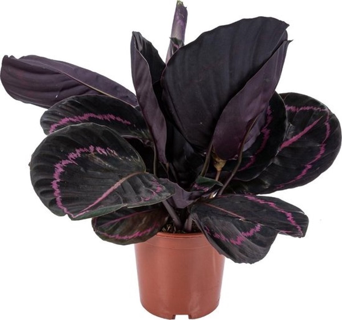 JUNAVERA Calathea Rosea Dottie - Terrariumplant 14 cm pot, circa 45 cm hoog