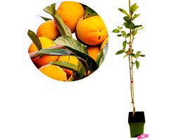 Diospyros kaki 'Sharon', Kakiboom, 5 liter pot, Hoogte 90cm