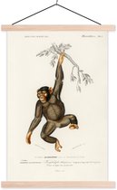 Affiche scolaire - Singe - Vintage - Branche - 60x90 cm - Lattes vierges