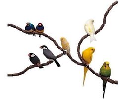 Set de Bâton de Perchoir Réglable pour Vogels - 79 Pièces - 12 mm Diamètre