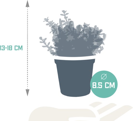 Crassula mix 8,5 cm | 3 stuks