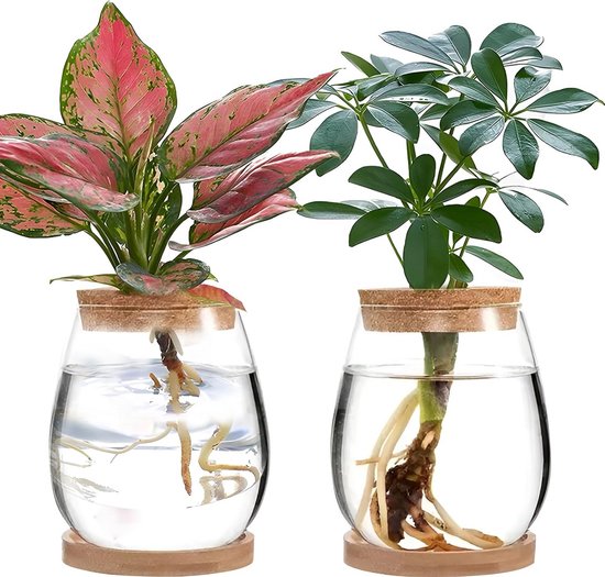 De Stekjesboom - Stekstation - Droogbloemen - 1 Glazen Vaasjes Horizontaal Planten Stekken Hydrocultuur Hydroponie Bulb Vase Plant Terrarium Hydrocultuur Planten