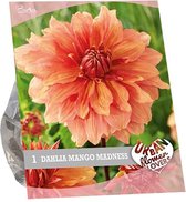 Plantenwinkel Baltus Urban Flowers Dahlia Mango Madness bloembollen per 1 stuks