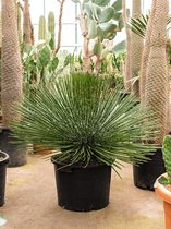 Agave Geminiflora M 80 cm tuinplant