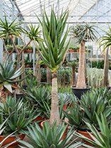 Aloe Hercules 275 cm kamerplant