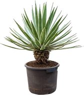 Plantenwinkel Agave Nigra M 50 cm tuinplant