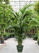 Kentiapalm Howea Forsteriana palm L 230 cm kamerplant