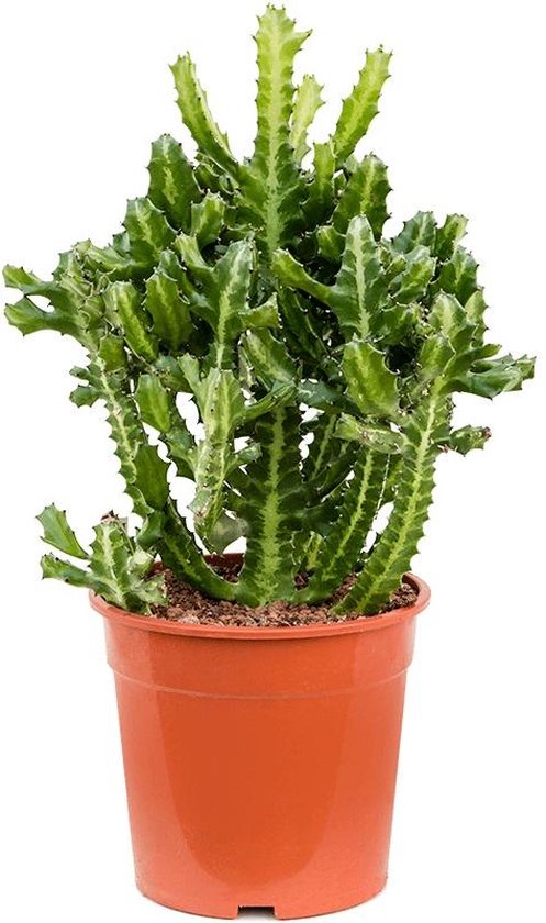 Euphorbia