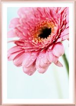 Poster Met Metaal Rose Lijst - Daisy Gerbera Flower Poster