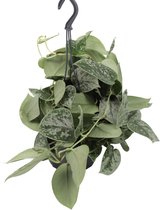 Scindapsus 'Silvery Ann' (hangplant) ↨ 20cm - planten - binnenplanten - buitenplanten - tuinplanten - potplanten - hangplanten - plantenbak - bomen - plantenspuit