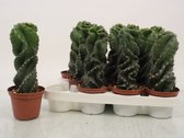 Cactussen van Botanicly – 4 × Spiraalcactus – Hoogte: 30 cm – Cereus Forbesii