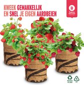 Moestuintjes kweekset 4 verschillende soorten Aardbeien / duurzaam / gerecycled/ cadeau idee
