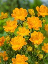 9x Vaste planten 'Trollius golden queen'  - BULBi® bloembollen en planten met bloeigarantie