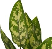 Set van 2 Aglaonema Maria in pot (taupe)