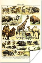Poster Dieren - Giraffe - Kameel - 40x60 cm