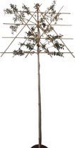 Lei-steeneik - Quercus Ilex | Omtrek: 10-14 cm | Hoogte: 320 cm