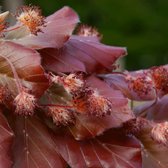 Leibeuk rood - Fagus sylvatica ‘Atropunicea’ | Omtrek: 6-10 cm | Hoogte: 270 cm