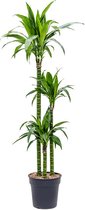 Kamerplant van Botanicly – Drakenboom – Hoogte: 120 cm – Dracaena fragrans