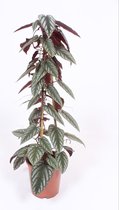 Kamerplant van Botanicly – Cissus discolor – Hoogte: 110 cm