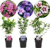 Plant in a Box - Hibiscus Syriacus 'Woodbridge', 'Hamabo', 'Oiseau Blue' - mix van 3 - pot 17cm - Hoogte 25-40cm - robuuste hibiscus - tuinplanten