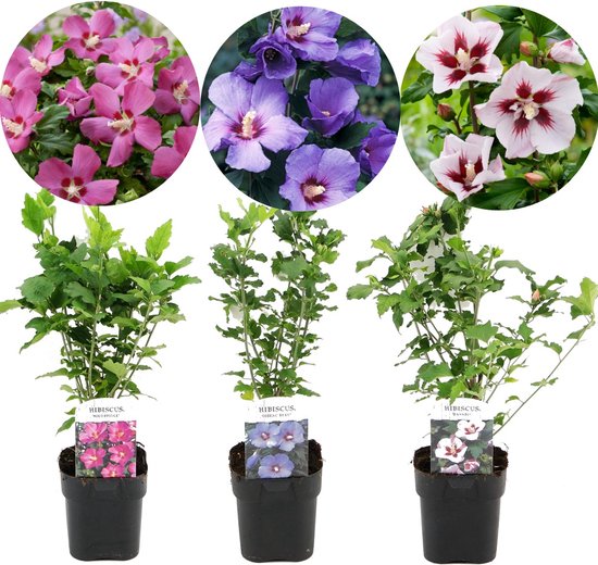Plant in a Box - Hibiscus Mix - Mix de 3 Hibiscus rustiques - Pot ⌀17cm -  Hauteur ↕... | bol.com
