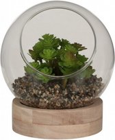 vetplant in glas 14 x 16 cm hout/glas bruin/groen